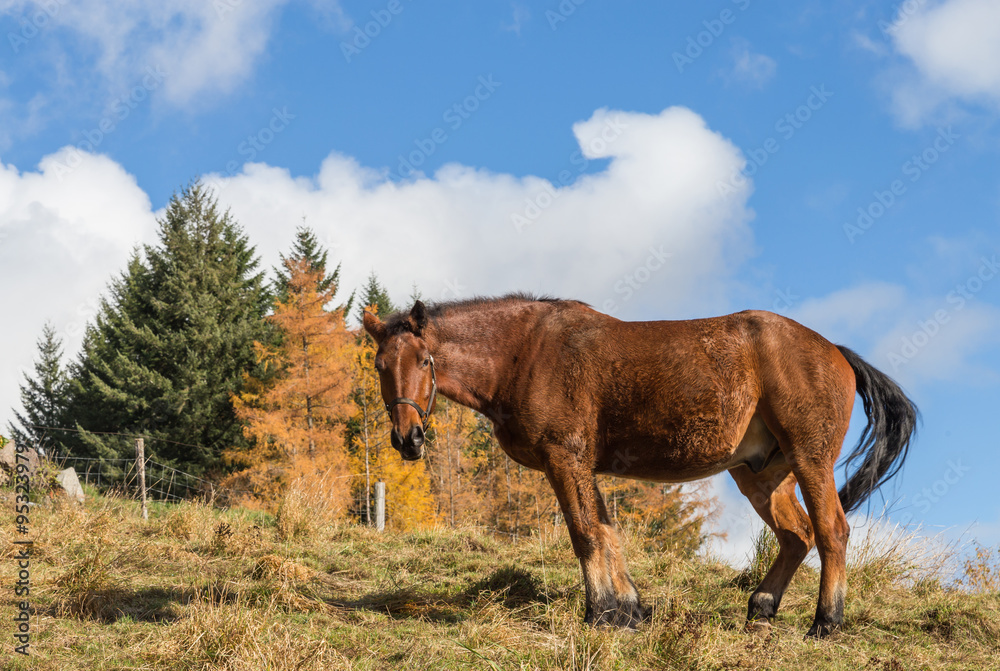 cheval brun au pré