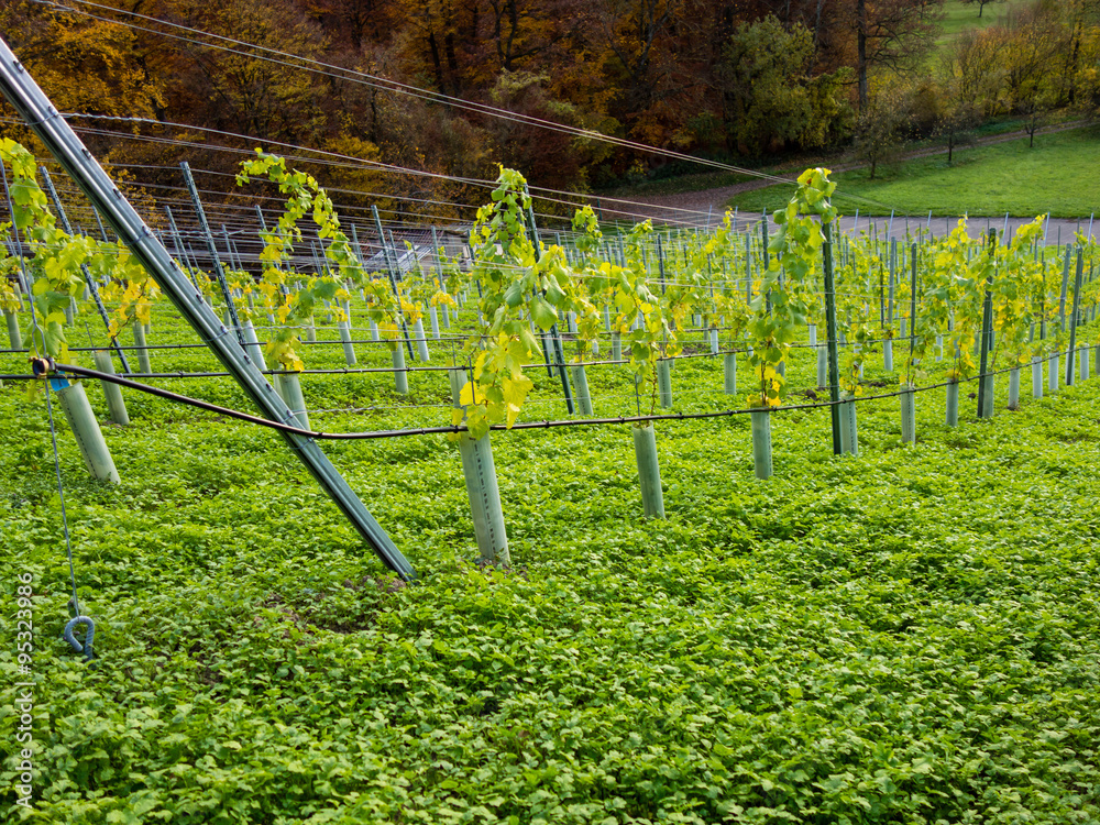 Fototapeta premium Weinberge im Herbst