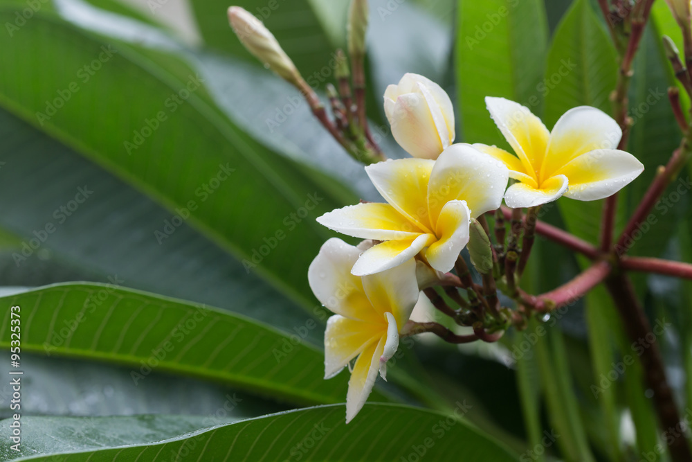 Obraz premium white frangipani plumeria tropical flower with water drops