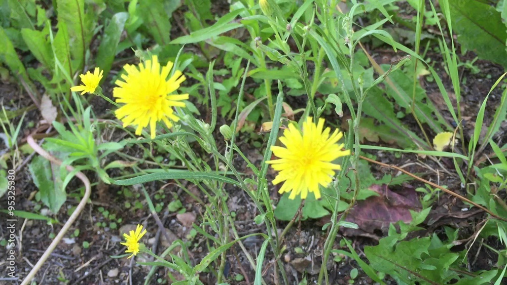 yellow wildflowers in the wind yellow wildflowers in the wind