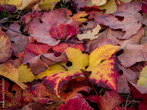 Herbstliche Weinbl  tter