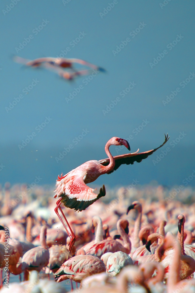 Naklejka premium Lesser Flamingo, Kenya, Lake Nakuru