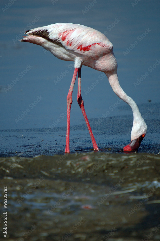 Obraz premium Lesser Flamingo, Kenya, Lake Nakuru