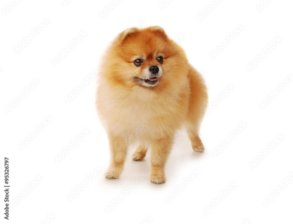 Fluffy red Pomeranian dog Fluffy red Pomeranian dog