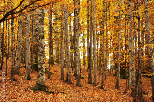 Autumn background in the Romanian Carpathians 