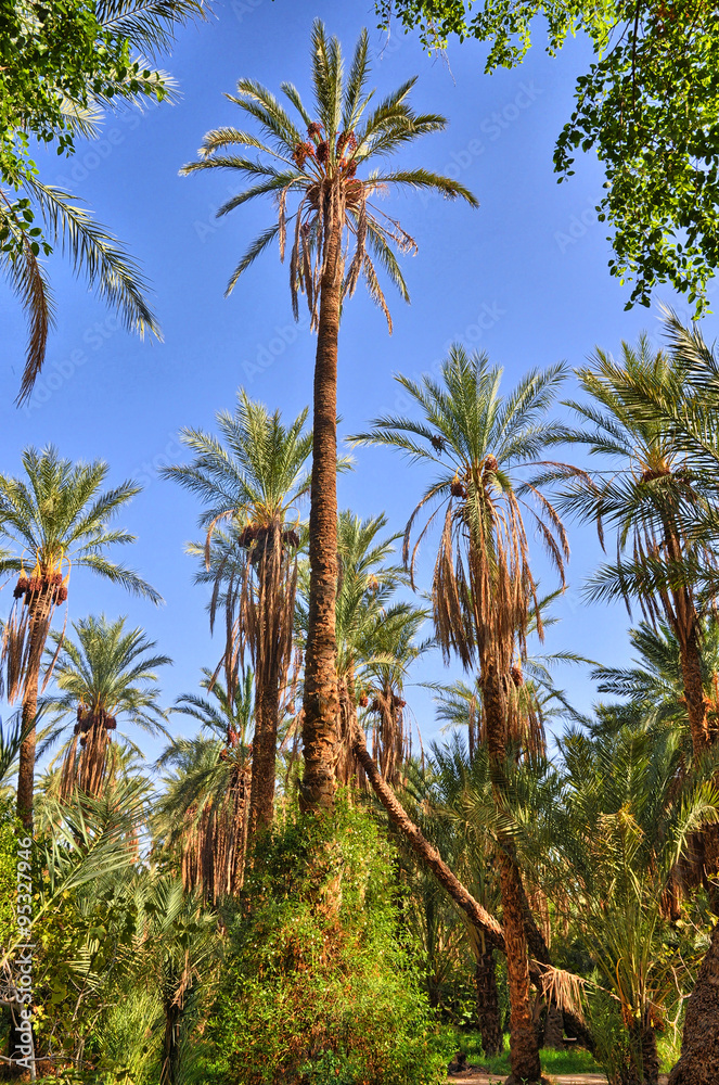 Date Palms in jungles, Tamerza oasis, Sahara Desert, Tunisia, Af