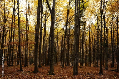 Autumn background in the Romanian Carpathians 