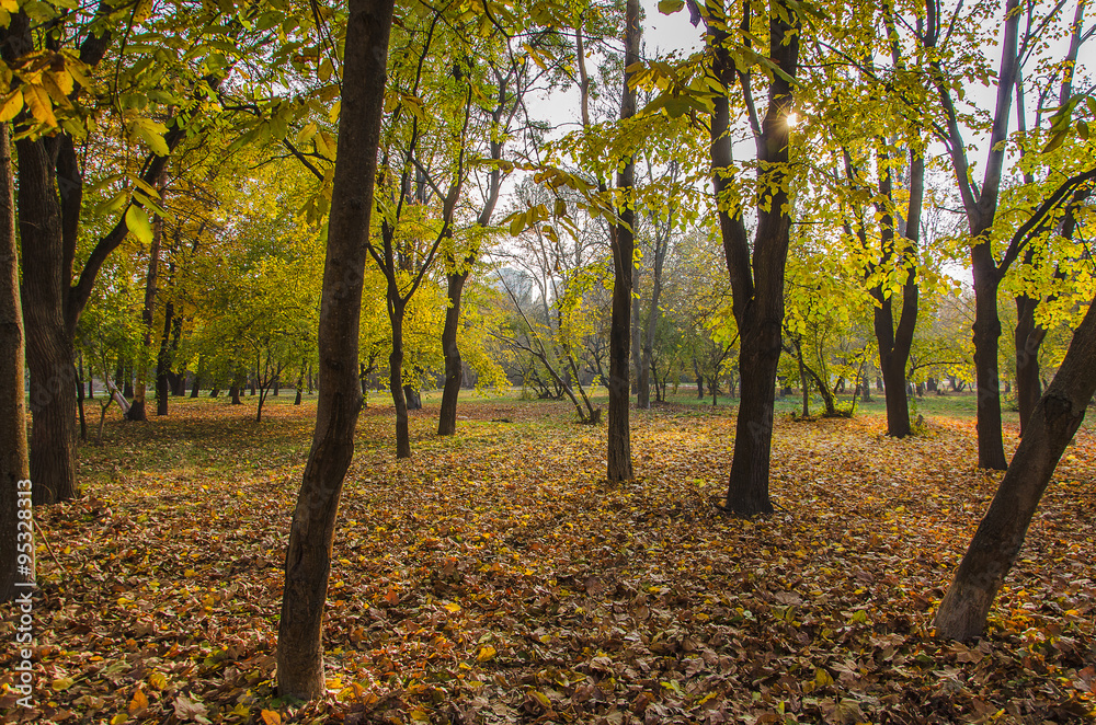 Fototapeta premium autumn park