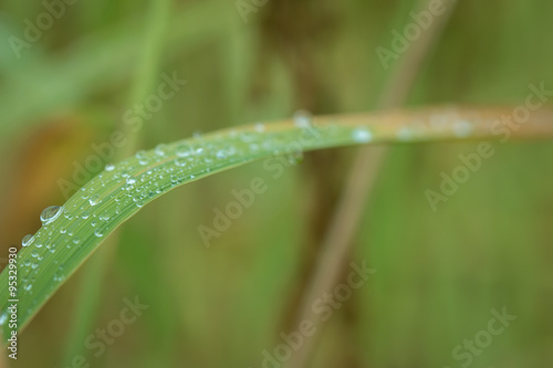 close up of dew on the grass, green atmosphere morning.