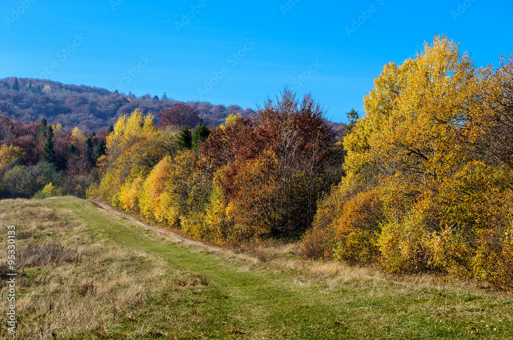 Pathway through the autumn forest Pathway through the autumn forest