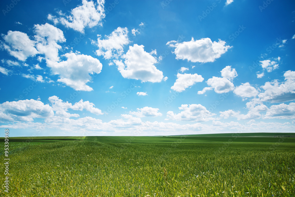 Obraz premium Green field and clouds in a sunny day