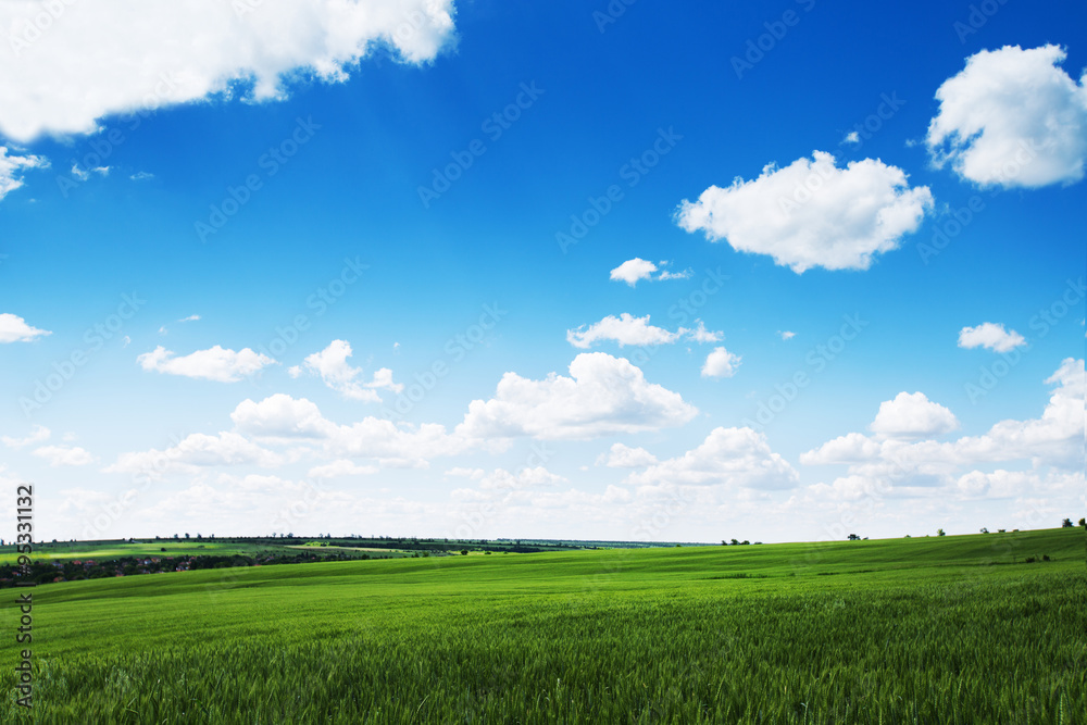 Green wheat field and cloudy sky, agriculture scene. Green wheat field and cloudy sky, agriculture scene.