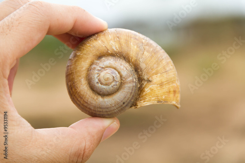 Hand holding a river shell