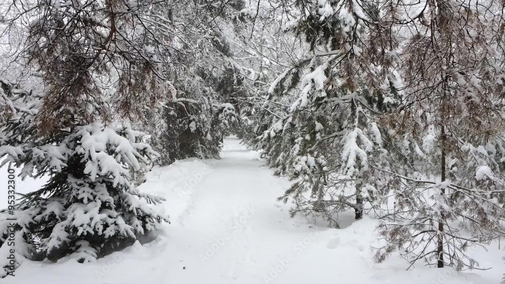 Snowy evergreen cones. Snow frosty afternoon.