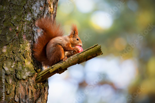 Squirrel eat apple on tree © kamilpetran