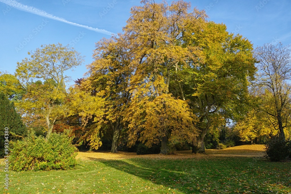 Autumn Park Panorama
