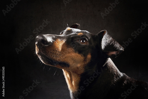 Fotografija portrait chien Manchester terrier