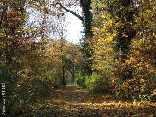 Waldweg im Herbst