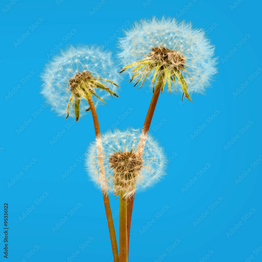 Three dandelions