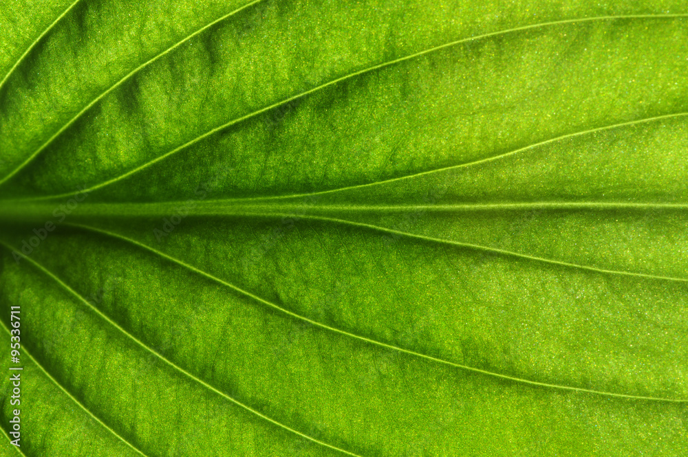 custom made wallpaper toronto digital green leaf texture