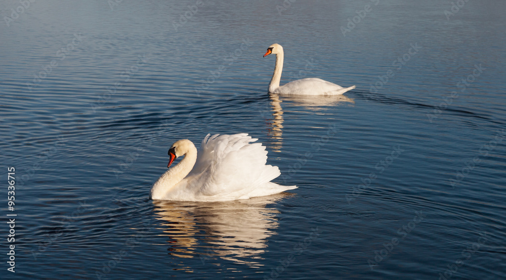 Fototapeta premium Two white swans on the water.