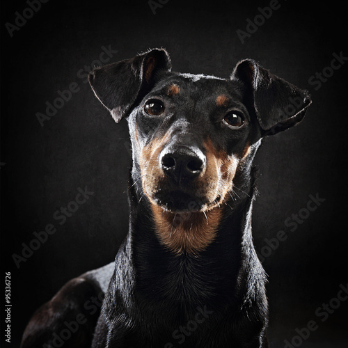 Bilde på lerret portrait chien Manchester terrier