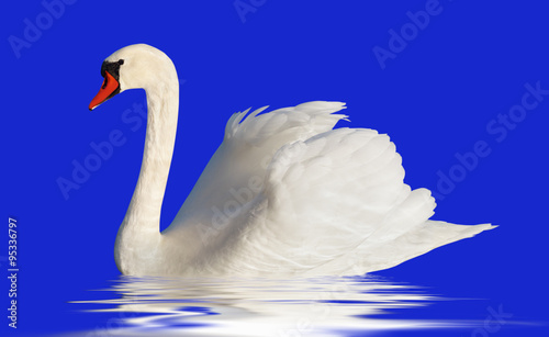 Fluffy white swan. © Ludmila Smite
