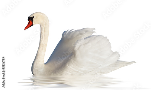 Fluffy white swan.