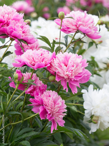 delicate flowers garden pink peonies