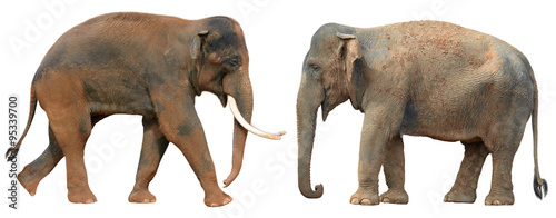 Canvas Print Indian elephants