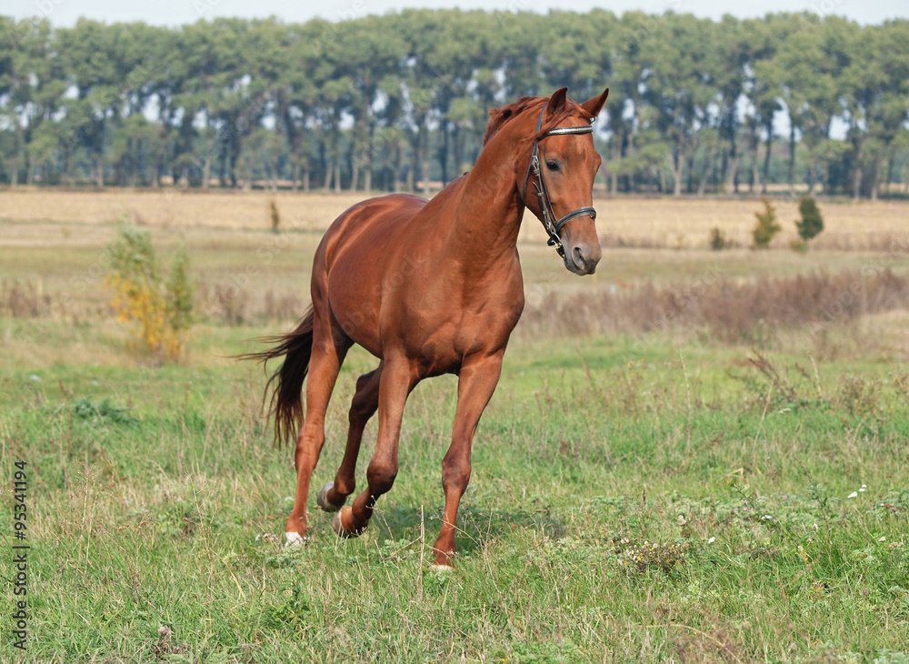 Beautiful chestnut horse trotting at the green meadow - obrazy, fototapety, plakaty 