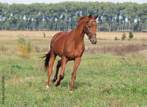 Beautiful chestnut horse trotting at the green meadow