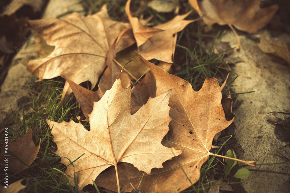 autumn leaves background