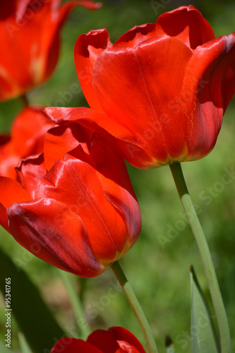 Red Tulips in the Sun