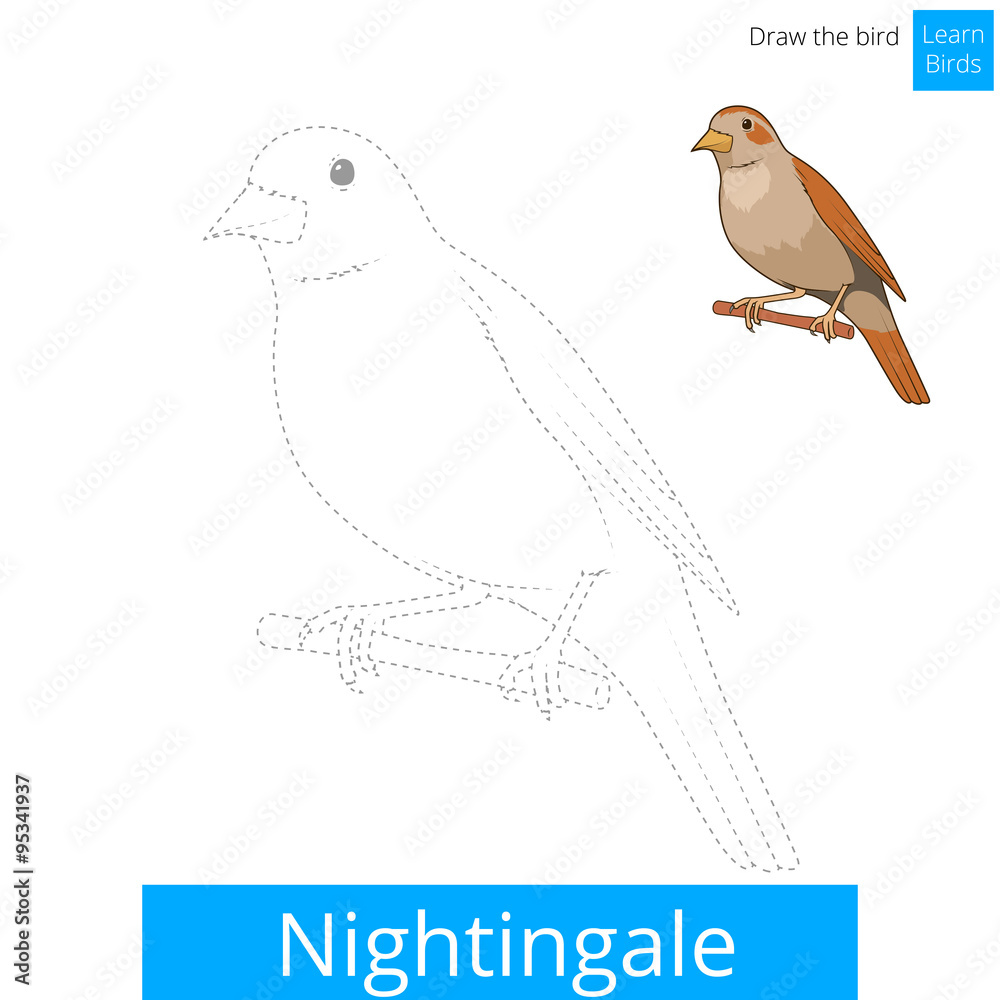Nightingale bird learn to draw vector Nightingale bird learn to draw vector