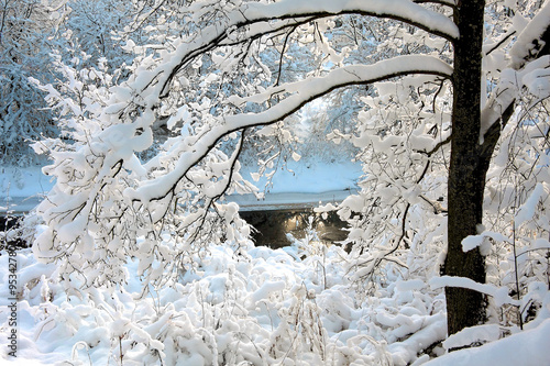 snow-covered branch of a tree close up in the setting sun