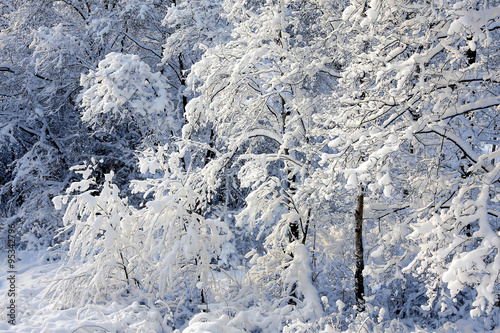 beautiful winter landscape with snowy forest 