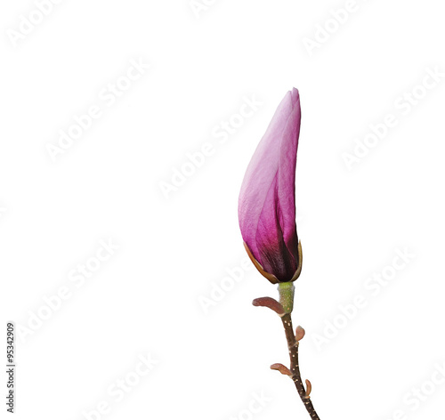 Pink magnolia flower bud isolated on white