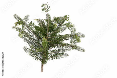 Abies koreana (korean fir) branch isolated photo