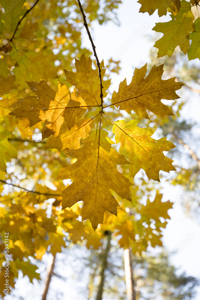 Autumn oak leaves Autumn oak leaves