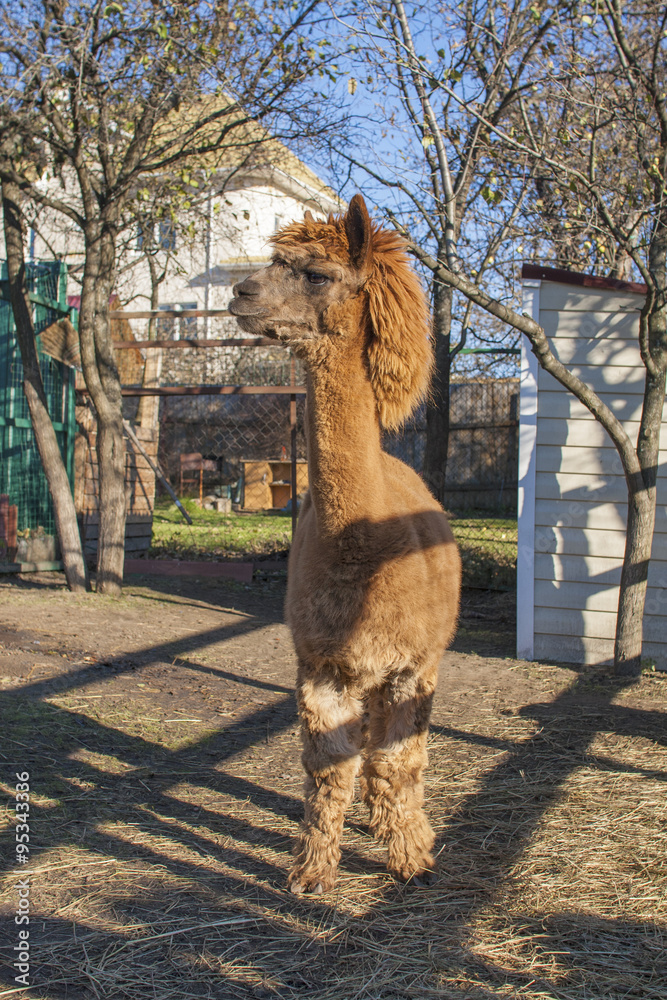 Obraz premium Brown alpaca on the farm