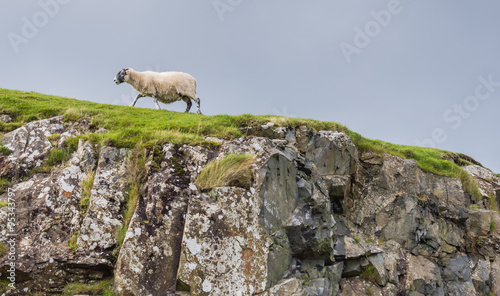 Sheep in landscape at West coast of Scotland