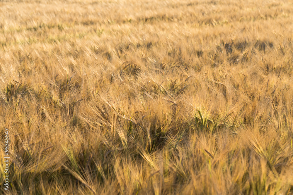 Fototapeta premium Wheat field