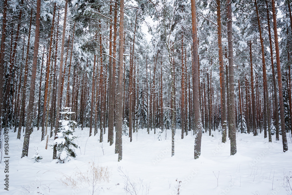 Winter pine tree forest Winter pine tree forest