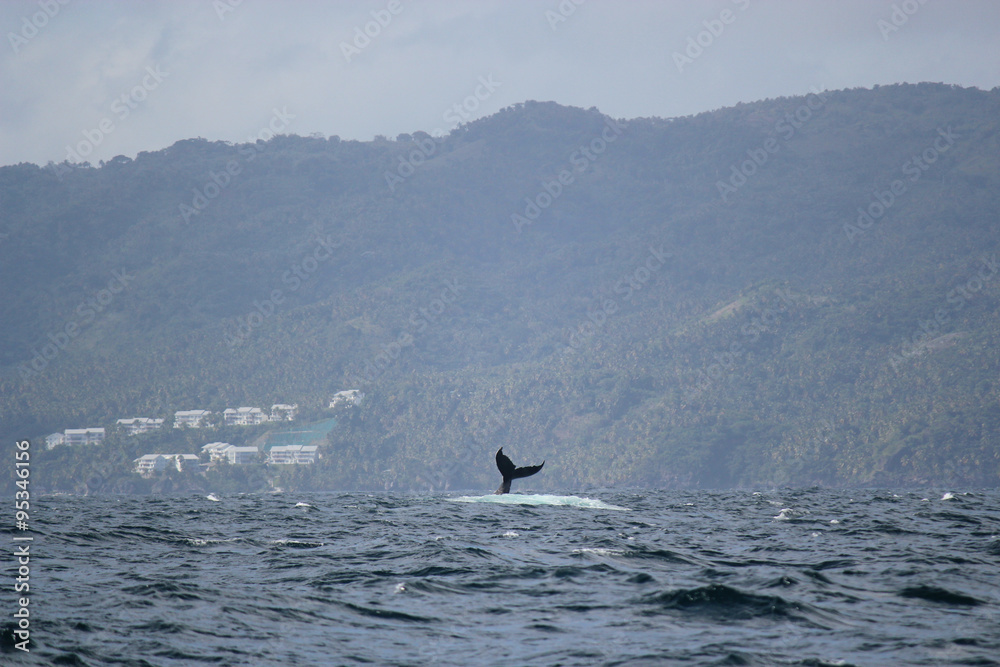 Горбатый кит / Megaptera novaeangliae / humpback whale