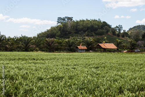 landscape at countryside