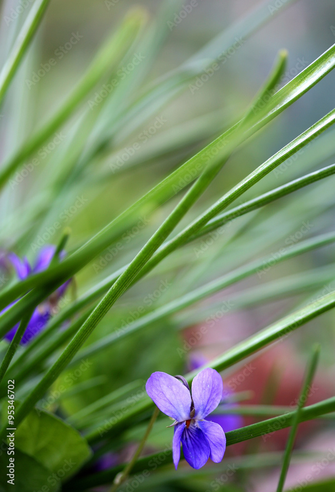 Fototapeta premium garden violet blooms profusely lilac flowers