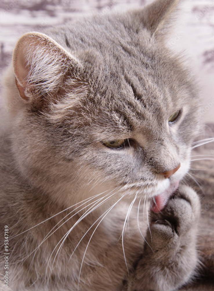 Muzzle of the gray cat licking a paw