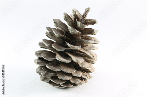 cones of coniferous trees