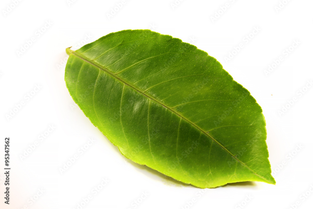 Obraz premium Green leaf photographed